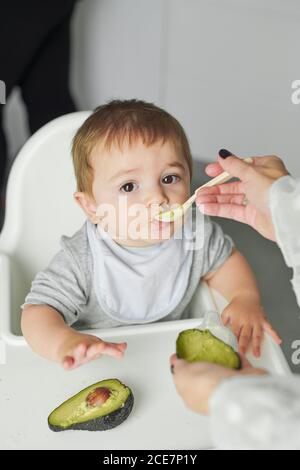 Adorable little baby sitting on high chair and eating fresh avocado from spoon held by crop anonymous mother Stock Photo