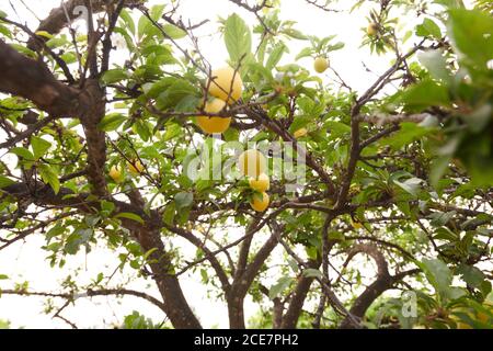 Low angle of fruit tree with fresh Mirabelle plums growing in garden on farm during summer Stock Photo