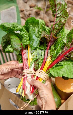 From above of anonymous farmer with bunch of ripe chard leaves in countryside Stock Photo