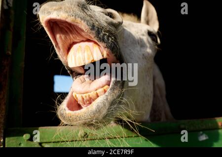 Low angle closeup of funny horse laughing while standing in stable on sunny day Stock Photo