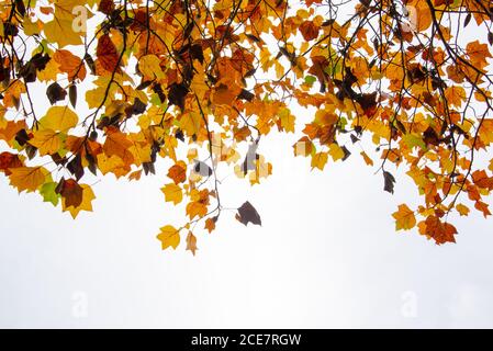 Colorful autumnal leaves on white with copy space. Tree and branches in autumn background. Stock Photo