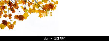 Colorful autumnal leaves on white panoramic background with copy space. Autumn web banner Stock Photo