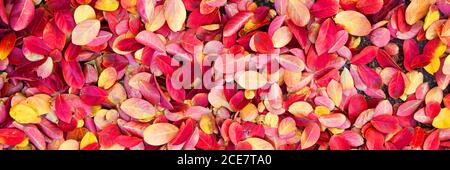 Colorful autumnal leaves on the ground, panoramic web banner background Stock Photo