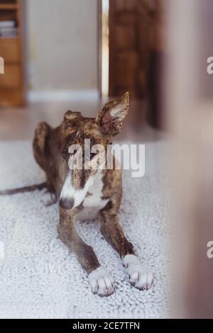 Adorable Whippet dog lying on soft carpet of floor in cozy room at home Stock Photo