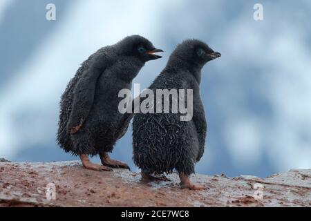 Two Adélie penguins ( Pygoscelis adeliae), chicks, Petermann Island, Graham Land, Antarctica
