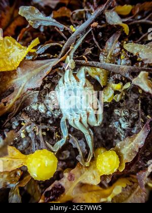 From above of dead crab skeleton with transparent shell and pointed claws surrounded by leaves and bright marine fishes on shore Stock Photo