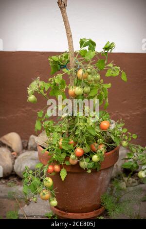 Growing cherry tomatoes in a pot. Homegrown cherry tomatoes in a pot Stock Photo