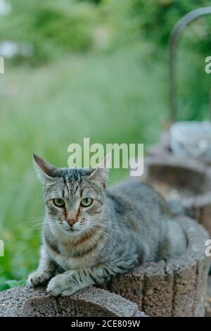 Adorable curious European Shorthair cat resting on stone surface against blurred green nature background on summer day Stock Photo