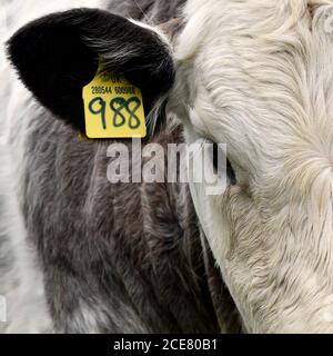 British beef cow calf close up of head, eye, ear and side showing yellow farming cattle ID tag with numbers. Stock Photo