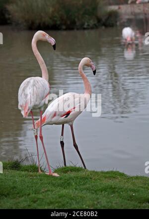 Pair of Greater Flamingos (phoenicopterus roseus) Stock Photo