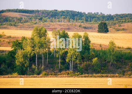 Yellow fields and green forest. Selected focus Stock Photo