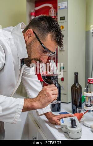 Side view focused male tasting red wine by smelling while working in wine laboratory Stock Photo