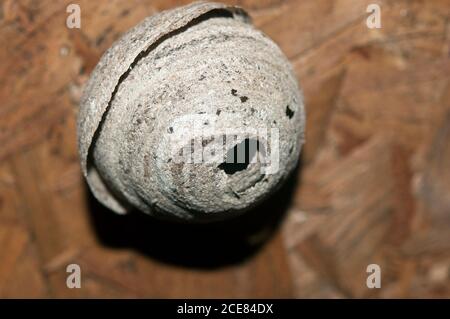 Wasp nest, garden shed, Ireland Stock Photo