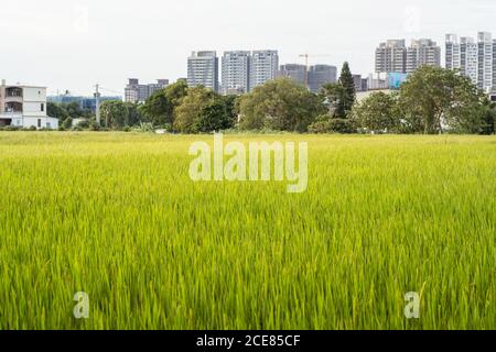 Picturesque view of green rice field growing on background of cityscape with buildings Stock Photo