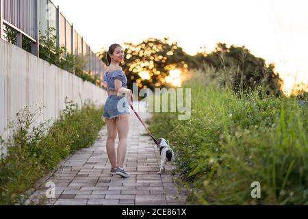 Back view of Asian female in casual wear strolling with American Cocker Spaniel on pathway between green grass under serene sky on sunny day looking at camera Stock Photo