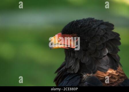 Closeup of head of wild bird Bateleur or Terathopius ecaudatus with black plumage and red facial skin against blurred green nature background Stock Photo
