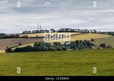 Sheep and cattle graze on pasture fields on Eggardon Hill in the rolling landscape of England's Dorset Downs Stock Photo