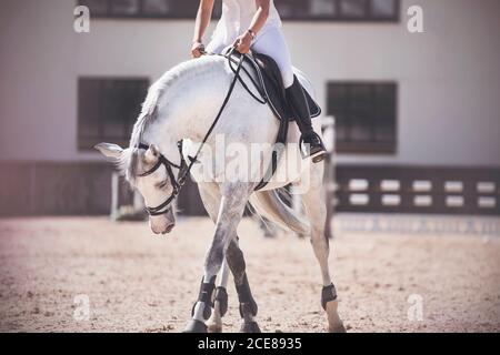 A rider in white sits in a black saddle on a dappled white horse, which, standing in the sandy arena, bowed its head. Sunny day of equestrian competit Stock Photo