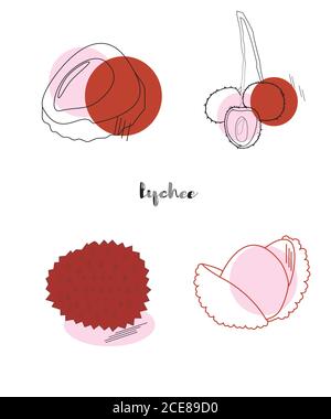 lychee in various techniques. tempting and tasty fruit Stock Vector