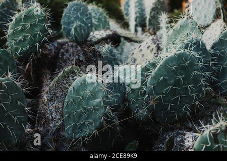 High angle of prickly green cactus plants with blooming delicate flowers growing in greenhouse Stock Photo