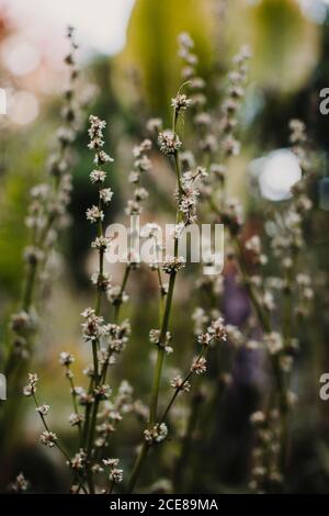 Delicate flowers growing in greenhouse against blurred background Stock Photo