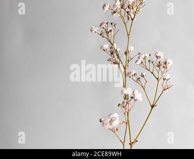 Closeup of dry boerhavia erecta isolated on a gray background Stock Photo