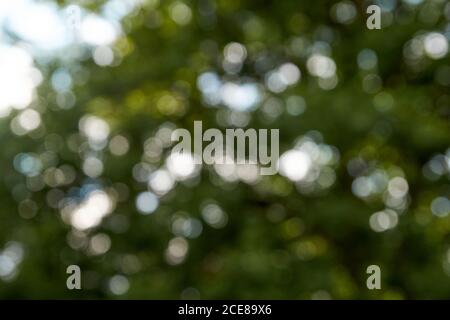 Green bokeh out of focus background from nature forest Stock Photo