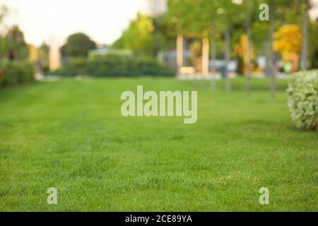 blurred fresh green lawns in spring. green grass nature background texture. Stock Photo