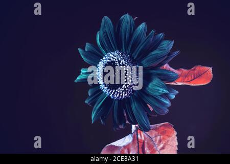 Abstract sunflower plant colorful light. Beautiful plant minimal on a dark  background pattern for design. Stock Photo
