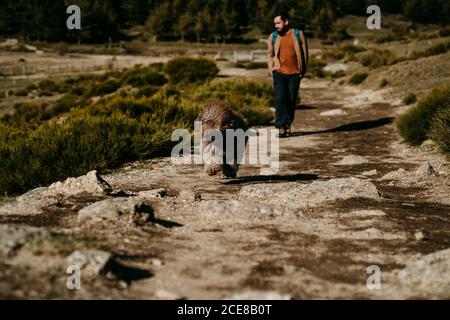 Cute Labradoodle walking on stony path near man during trip in Puerto de la Morcuera mountains in Spain Stock Photo