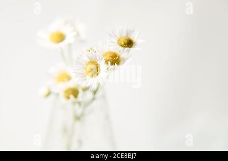 Summer bouquet of daisies in a glass vase on a light background Stock Photo