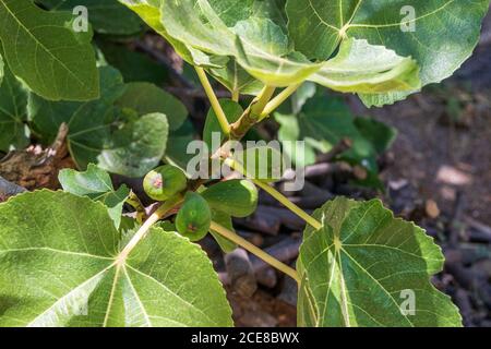 Ficus carica, Fig Tree with Green Fruit Stock Photo