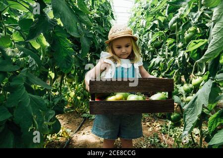 Charming kid in straw hat carrying wooden box with different tomatoes while standing between tomato bushes in greenhouse and looking at camera Stock Photo