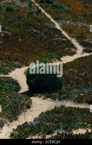 Vertical shot of a naturally worn path going through a rich vegetation Stock Photo