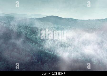 Mysterious foggy forest, fog over dark forest