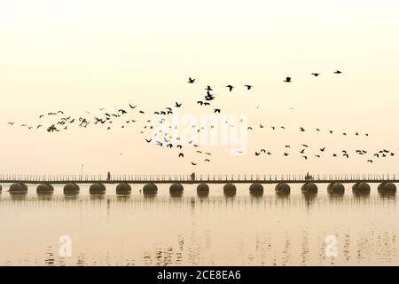 Flock of Cormorants over the Ganges river at sunrise, Allahabad Kumbh Mela, World’s largest religious gathering, Uttar Pradesh, India Stock Photo