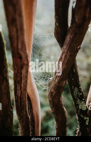Spider web between tree branches in woods on cloudy day in Biscay Basque country in Spain Stock Photo