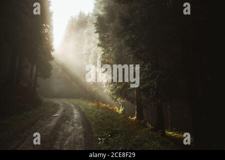 Picturesque scenery of woods with sandy pathway surrounded by coniferous trees on gloomy day with the first rays of sun through fog in Biscay Stock Photo
