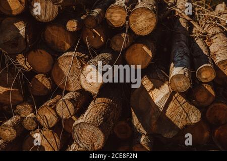 Pile of timber trunks stacked in forest during sunny day in Biscay Stock Photo
