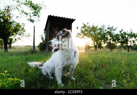 Friendly Border Collie sitting on grass and looking away during sundown in summer Stock Photo