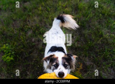 unrecognizable person playing with Border Collie dog with frisbee while enjoying weekend in summer during sunset Stock Photo