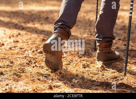 Close up of male legs walking by forest Stock Photo