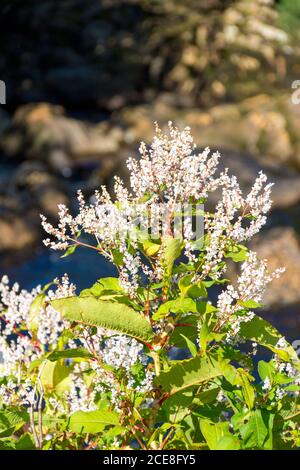 Flowering Japanese Knotweed thrives by a stream in County Donegal, Ireland in late summer.