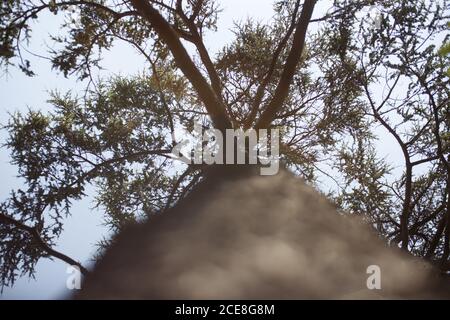 A low angle shot of a tall foliage birch tree Stock Photo - Alamy