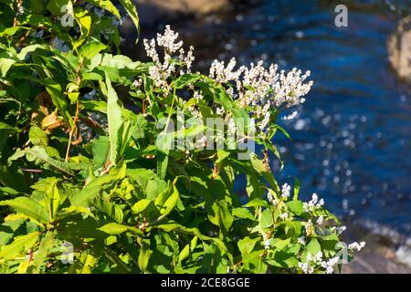Flowering Japanese Knotweed thrives by a stream in County Donegal, Ireland in late summer.