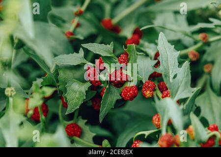 Ripe red berrises of Blitum virgatum Chenopodium foliosum, closeup Stock Photo