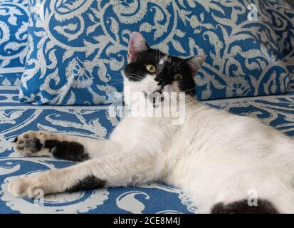 Cute cat lying on a bed with a surprised expression Stock Photo