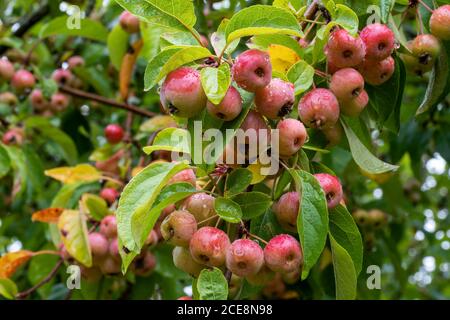 Close up of red crab apples, Malus 'Evereste', wet with raindrops on tree branch. Fruits and leaves blurred in the background. Stock Photo