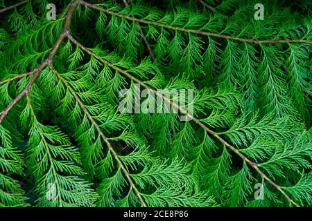 An abstract of a tree frond, showing the beautiful patterns that are created by nature Stock Photo