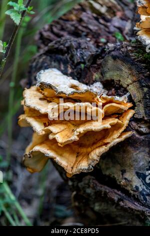 Giant Polypor. Meripilus giganteus (Bjerkanderaceae) on a fallen tree ...